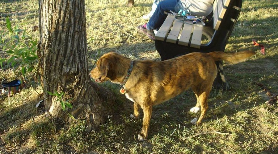 Davison Area Dog Park
